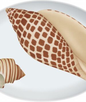 51-48 A Shell oval
