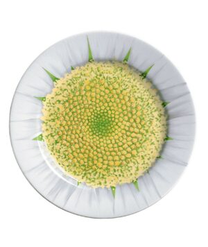 80-31 L’erba del vicino salad