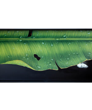 freedom-foglie-6633